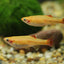 WHITE CLOUD MOUNTAIN MINNOW TETRA 3cm