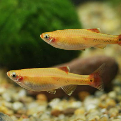 WHITE CLOUD MOUNTAIN MINNOW TETRA 3cm