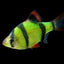TIGER BARB FISH 3.5cm
