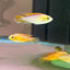 Apistogramma Fish