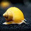 APPLE SNAIL