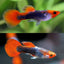 Koi Guppy male