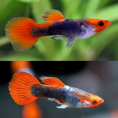 Koi Guppy male