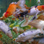 KOI CARP FISH MIX