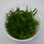 HELANTHIUM TENELLUM GREEN TISSUE CULTURE CUP PLANT