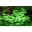 Hydrocotyle Verticillata Pot Plant