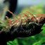 HYGROPHILA 'PINATIFIDA' POT PLANT