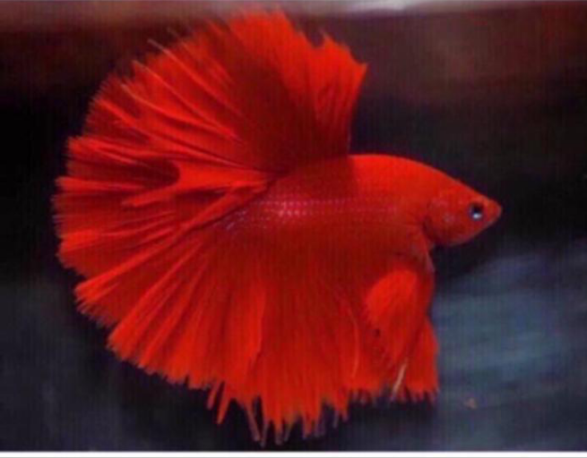 FULLMOON BETTA