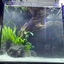 Aquarium with setup.size35x35x35 . 6mm crystal clear glass with back filter.