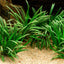 Ophiopogon Japonica Kyoto Pot Plant