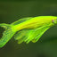 Zebra LongFin Glow 3cm