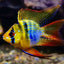 RAMIREZI FISH