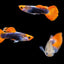 Koi Guppy male