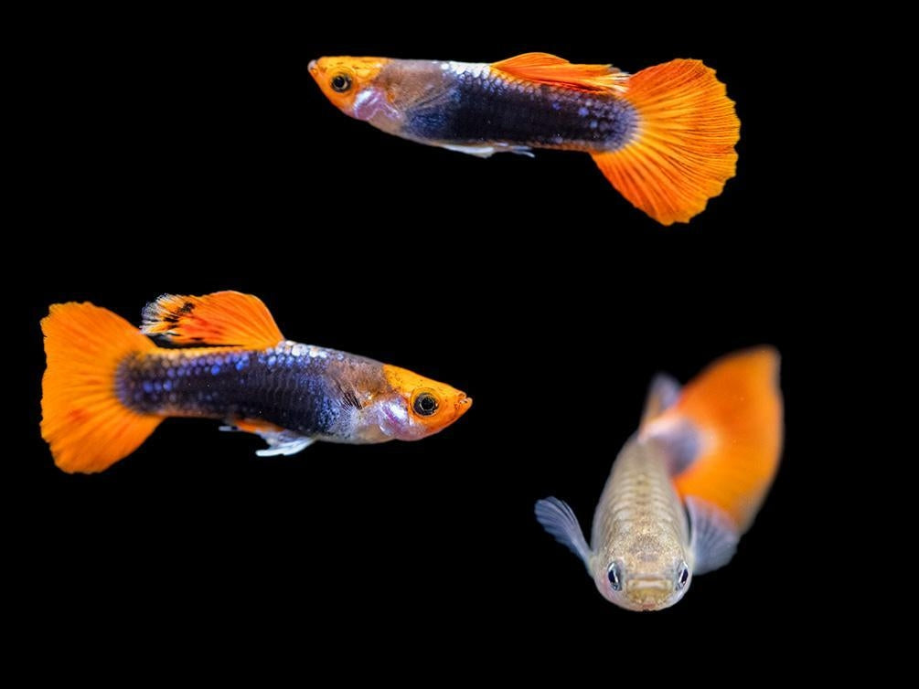 Koi Guppy male