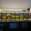 BETTA FISH TANK