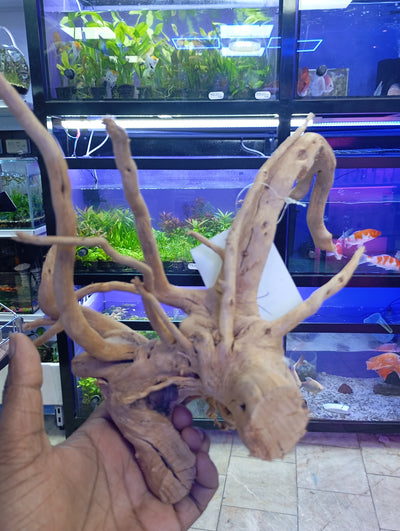 WOOD ROOT SMALL/ 21-30