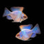 RAMIREZI FISH