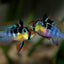 RAMIREZI FISH