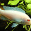 MALAWI CICHLID MIX 6-8cm