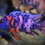 MALAWI CICHLID MIX 6-8cm