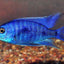 MALAWI CICHLID MIX 6-8cm