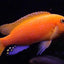 MALAWI CICHLID MIX 6-8cm