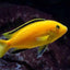 MALAWI CICHLID MIX 6-8cm