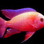 MALAWI CICHLID MIX 6-8cm
