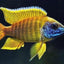 MALAWI CICHLID MIX 6-8cm