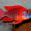 MALAWI CICHLID MIX 6-8cm