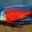 MALAWI CICHLID MIX 6-8cm
