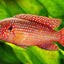 RED JEWEL CICHLID