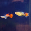BIG EAR GUPPY PAIR