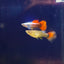 BIG EAR GUPPY PAIR