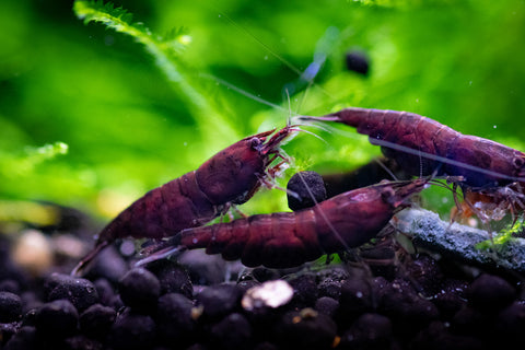 CHOCOLATE SHRIMPS 1.5cmœ
