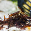 CHOCOLATE SHRIMPS 1.5cmœ