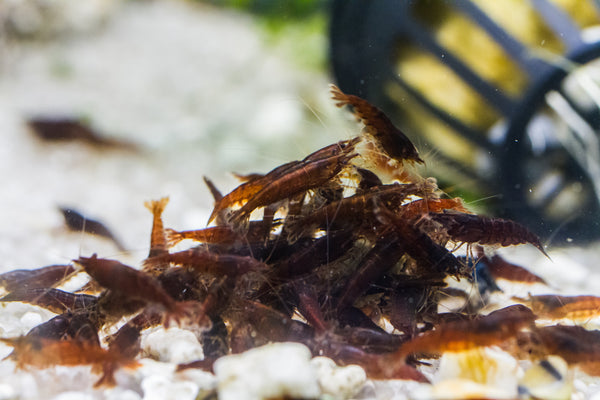CHOCOLATE SHRIMPS 1.5cmœ