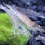 AMANO SHRIMPS 2-3cm