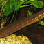 REDSPOT FIRE EEL