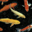 KOI CARP FISH MIX