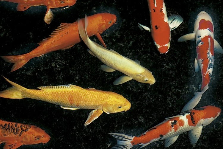 KOI CARP FISH MIX