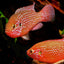 RED JEWEL CICHLID