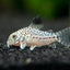 CORYDORAS