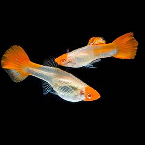 Koi Guppy male