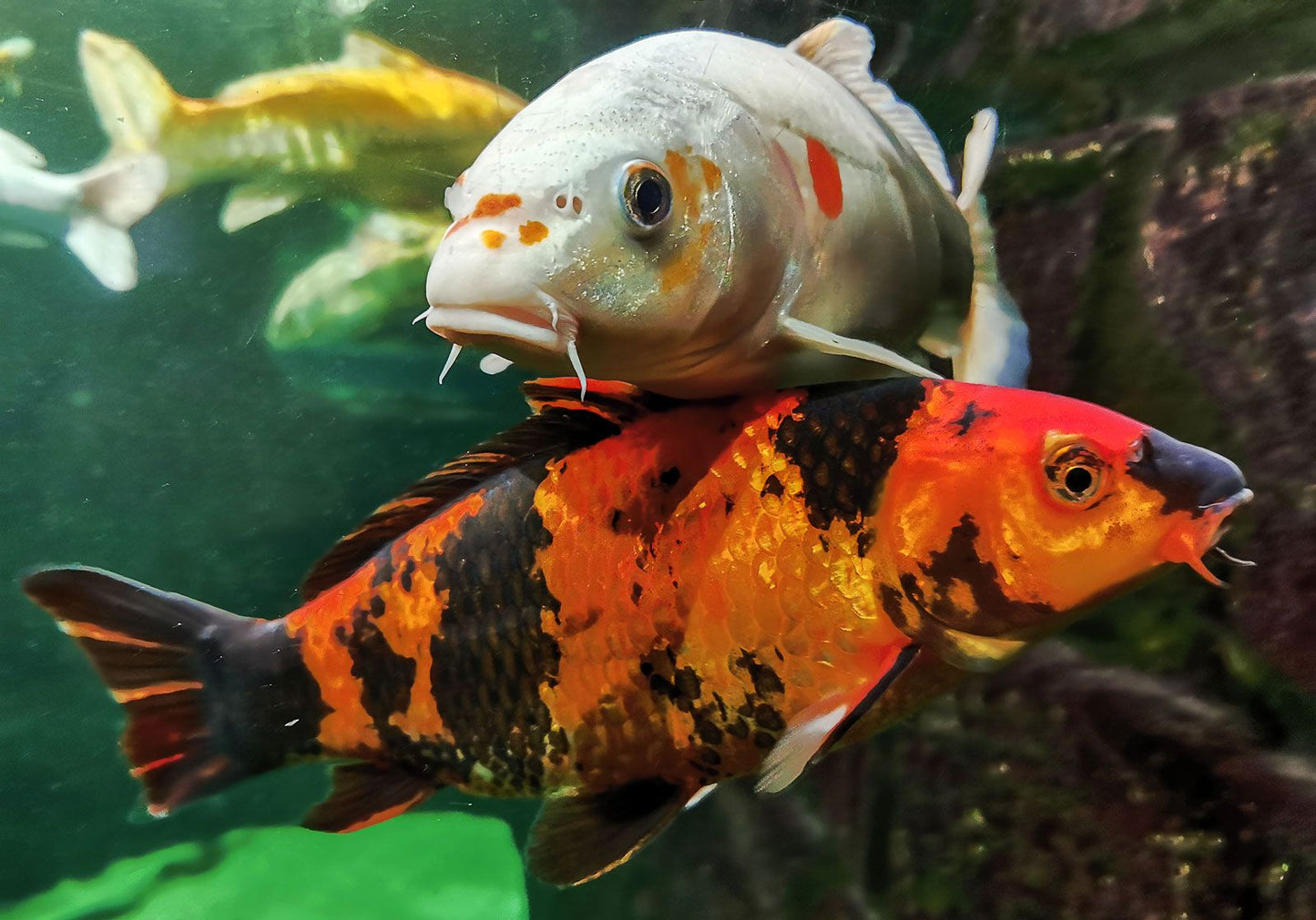 KOI CARP FISH MIX