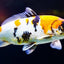 KOI CARP FISH MIX