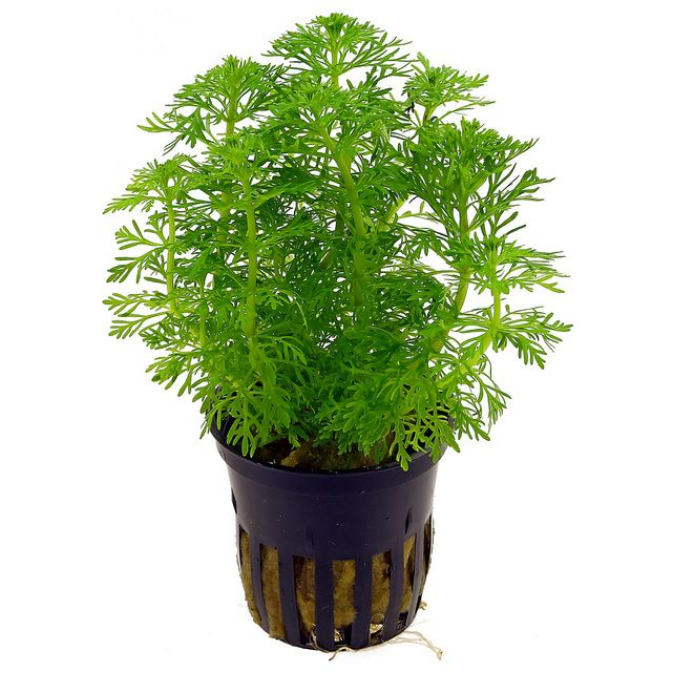 LIMNOPHILA SESSILIFLORA