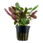 Lobelia Cardinalis Pot Plant