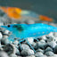 CHERRY BLUE SHRIMPS 1.5cm