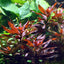 Ludwigia Glandulosa Pot Plant